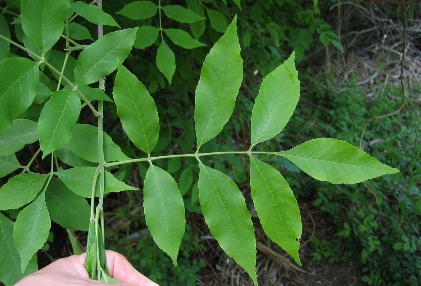 Ash Trees Sold in Sanford May Be Infested