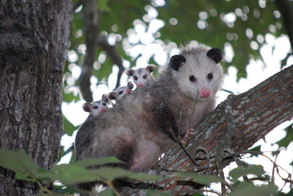 The Story of Cinder, the Recovered Opossum