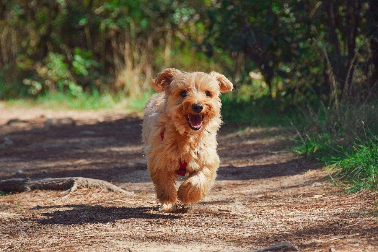 Upcoming Rabies Vaccination Clinics