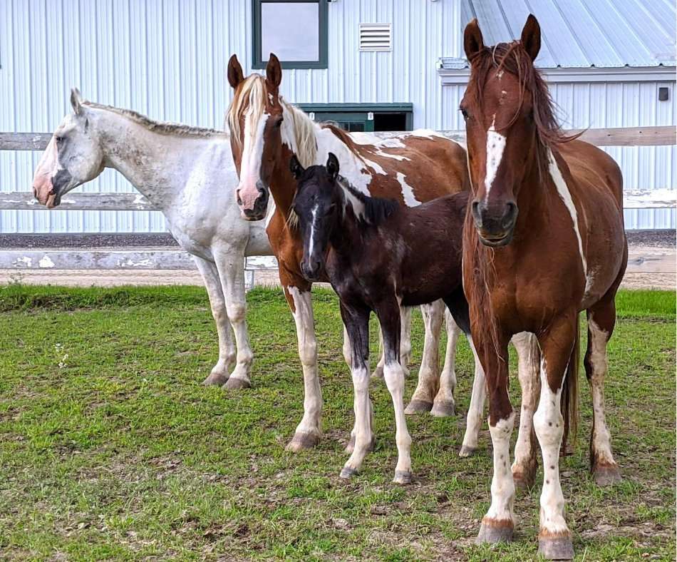 Some Closure in Springvale Animal Neglect Case