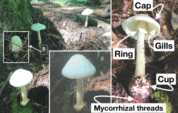 Moist Soils Sprout Toxic Mushrooms