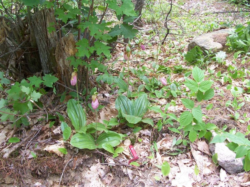 lady slippers