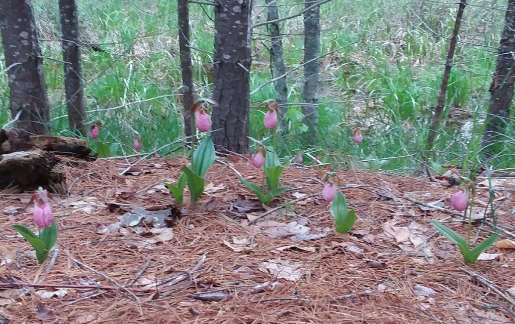 lady slippers