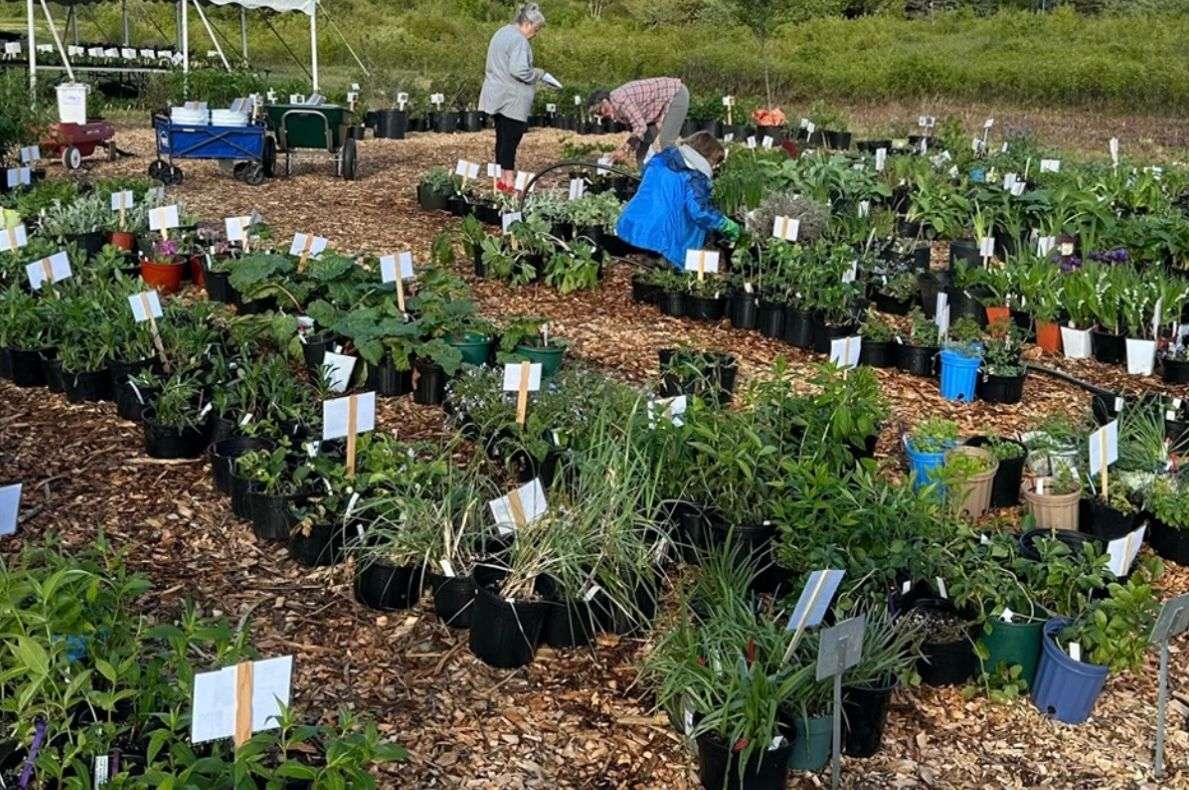 UMaine Extension Master Gardener Plant Sale