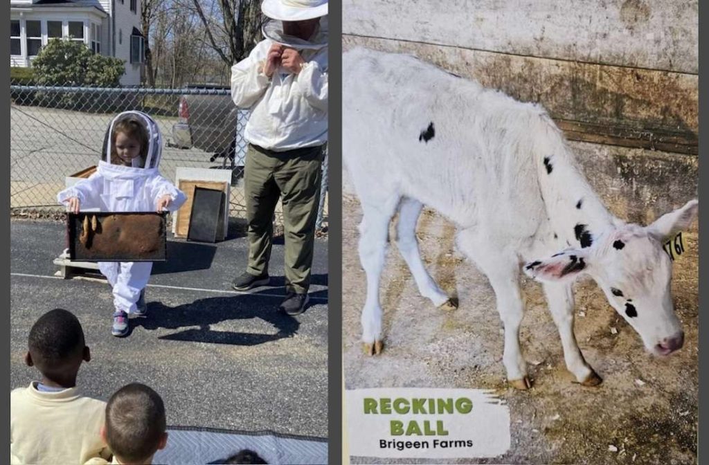 St. Thomas School students learn about bees and keep tabs on their adopted dairy calf, Recking Ball.