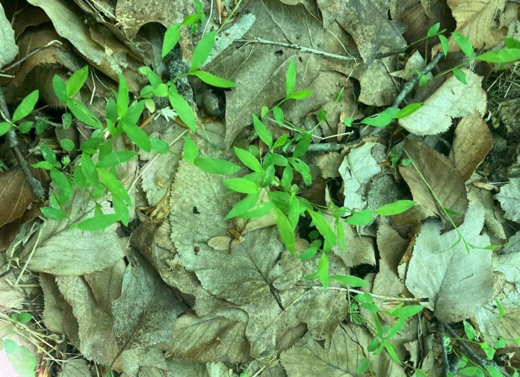 Invasive Japanese stiltgrass