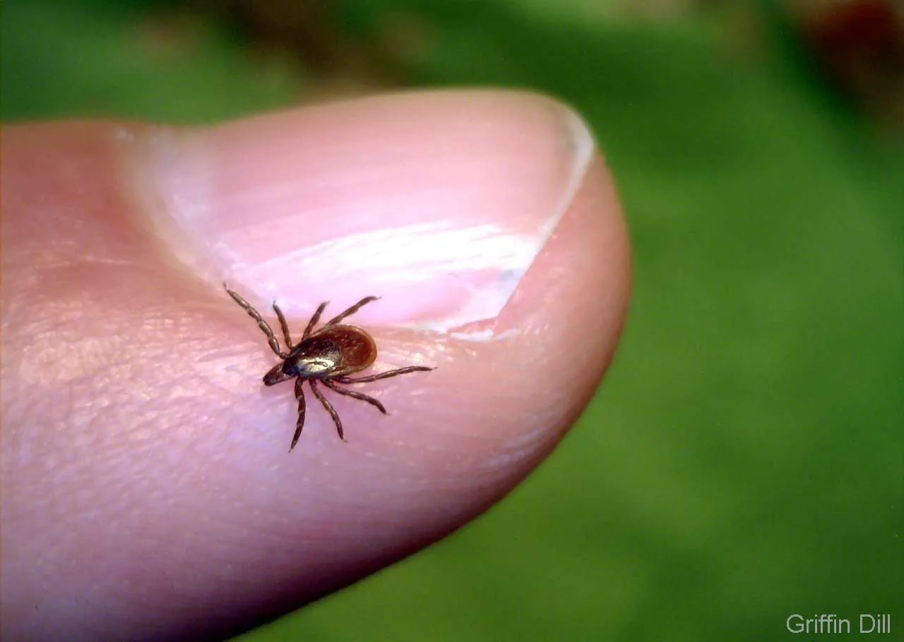 Sanford Man Identified as Maine’s First Powassan Virus Fatality of 2024