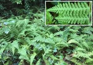 ferns